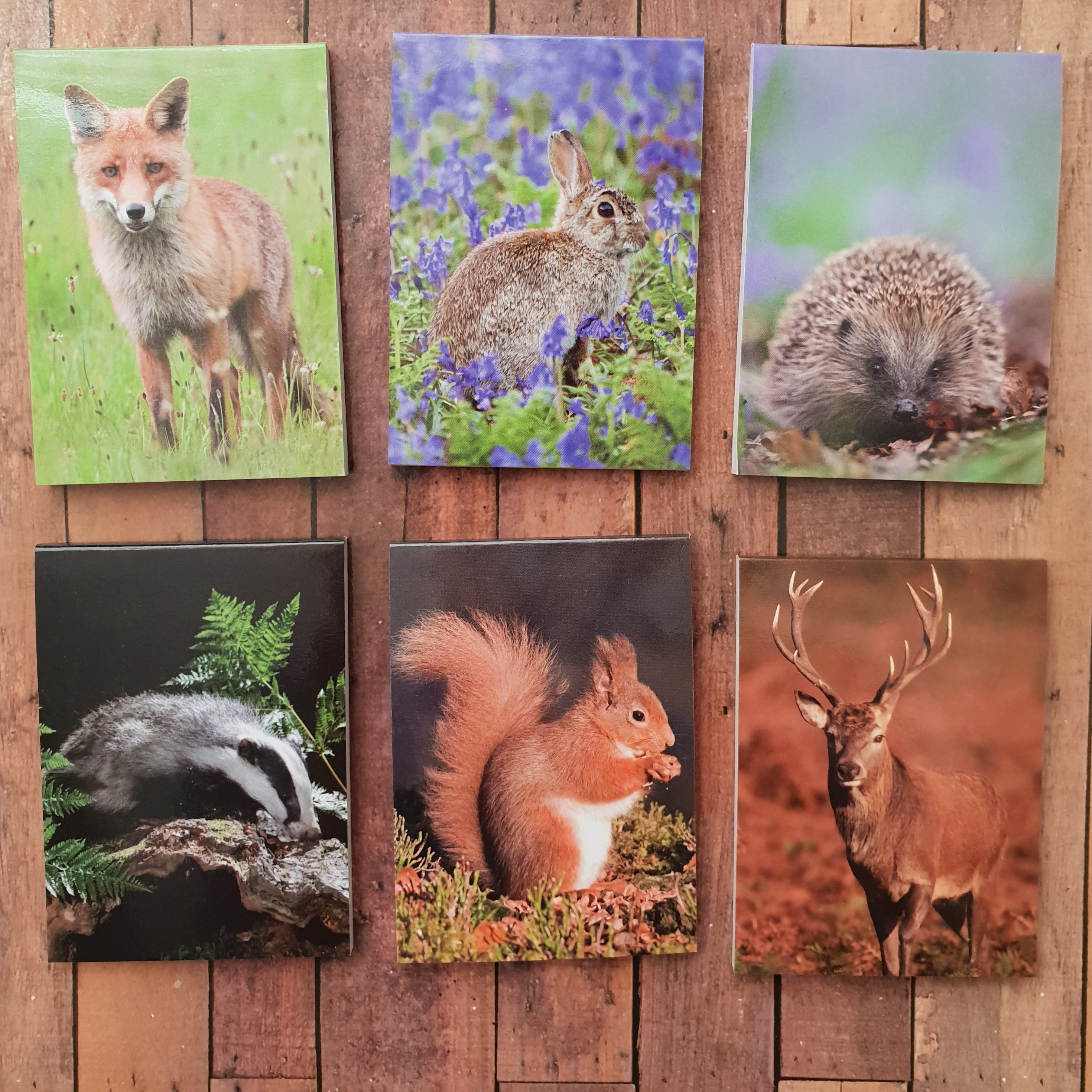 Wildlife Mini Notebooks