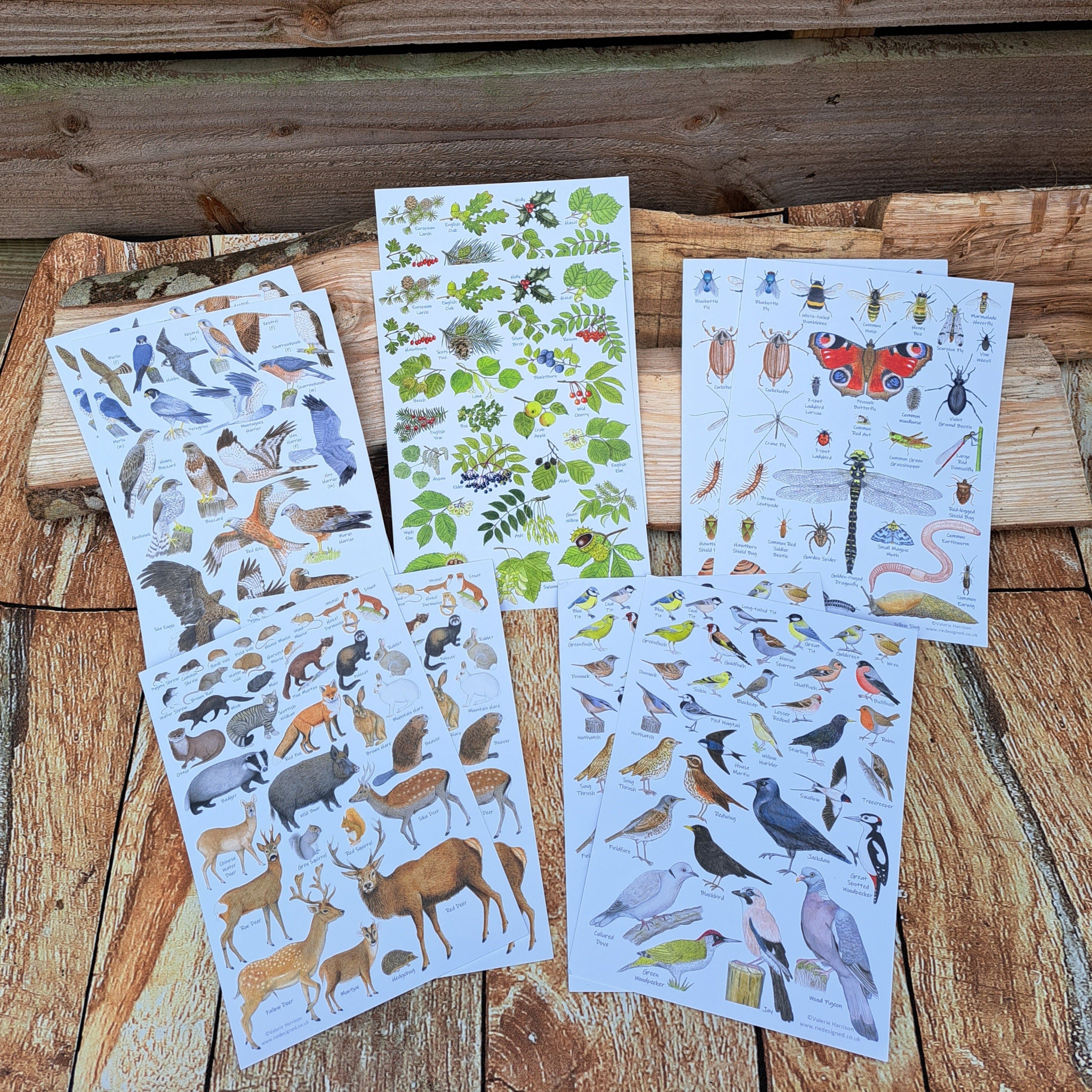 10 x Wildlife Party Bag Fillers - A5 Wildlife Guides