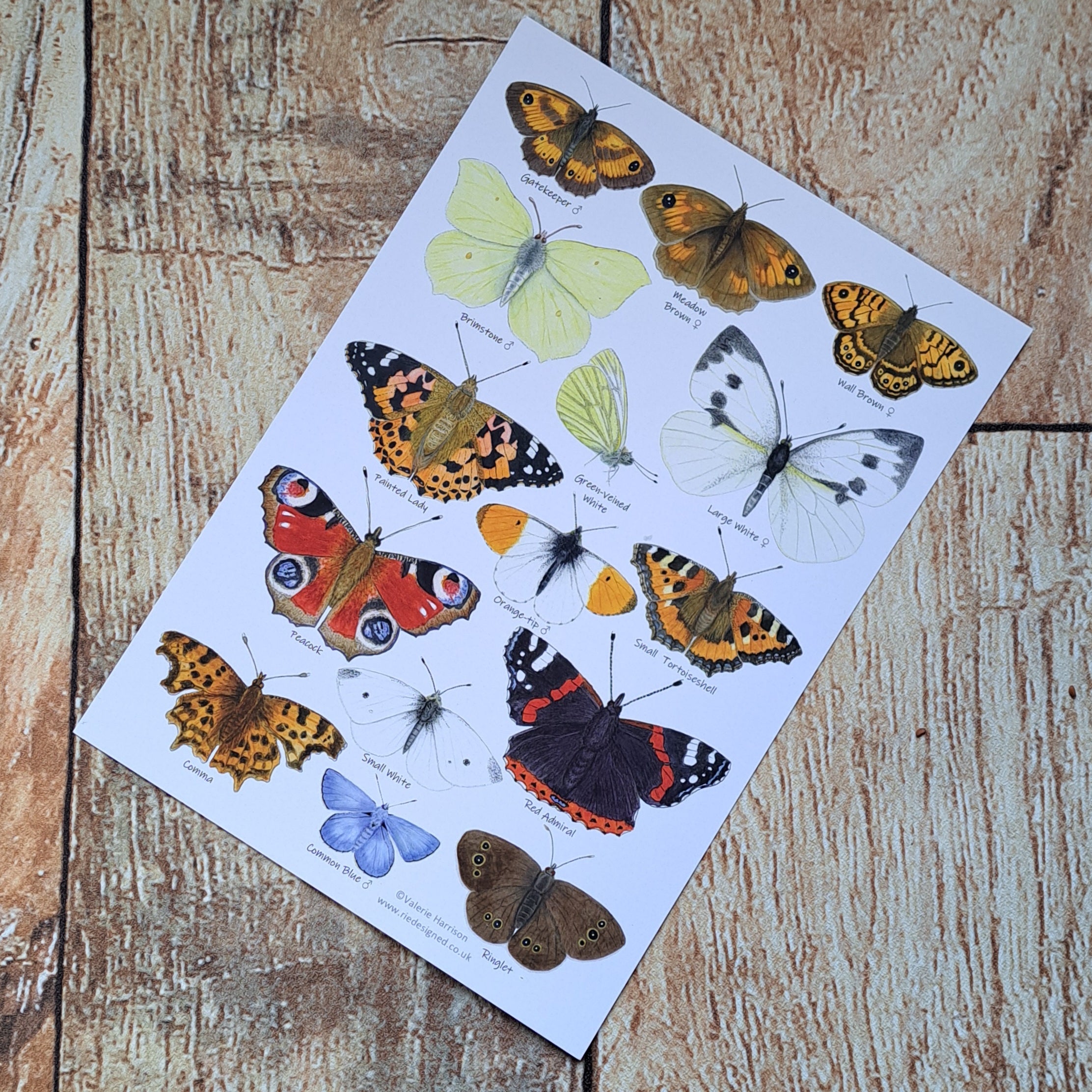 Butterfly Guide - A5