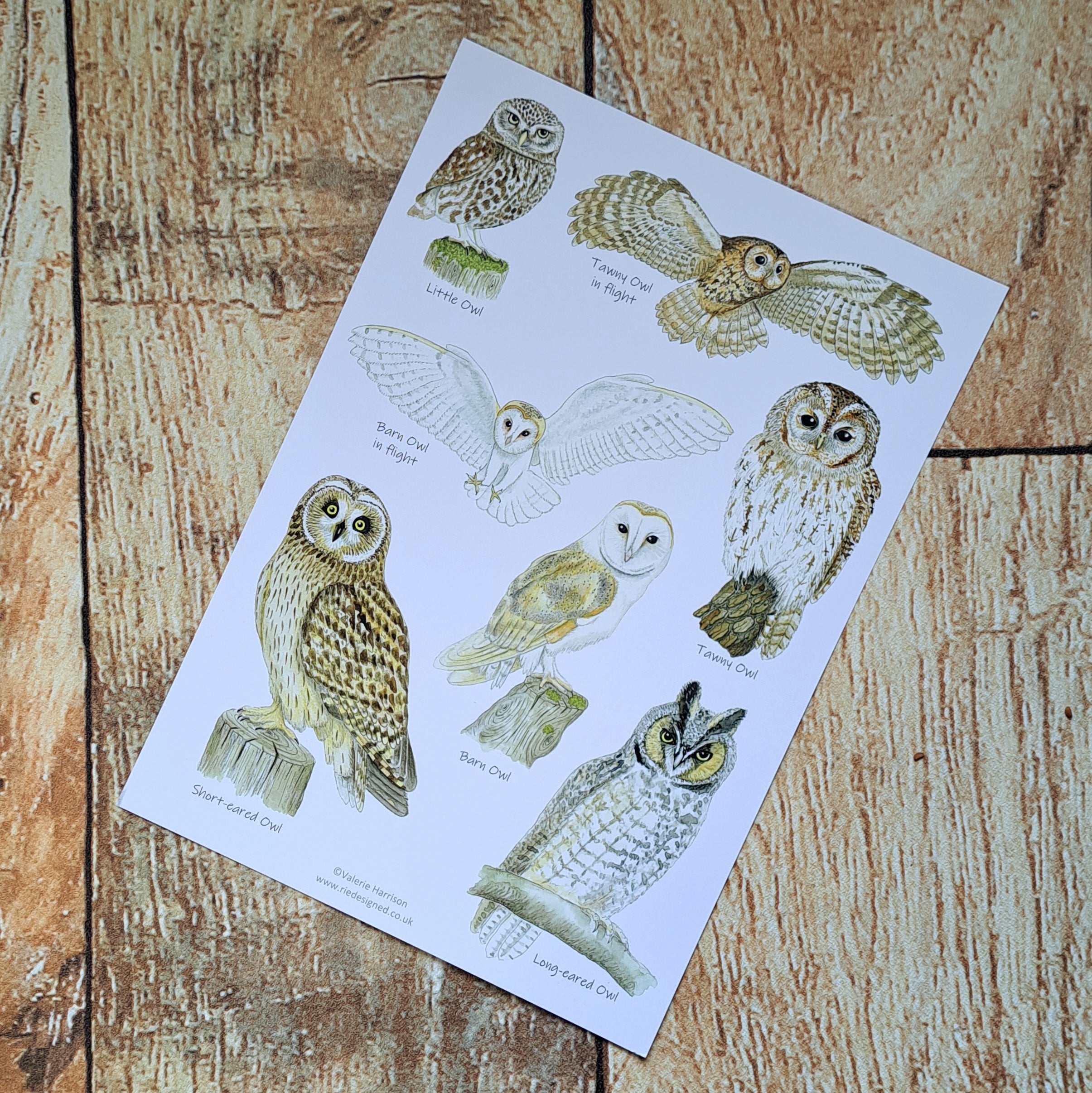 Owl Identification Card - A5