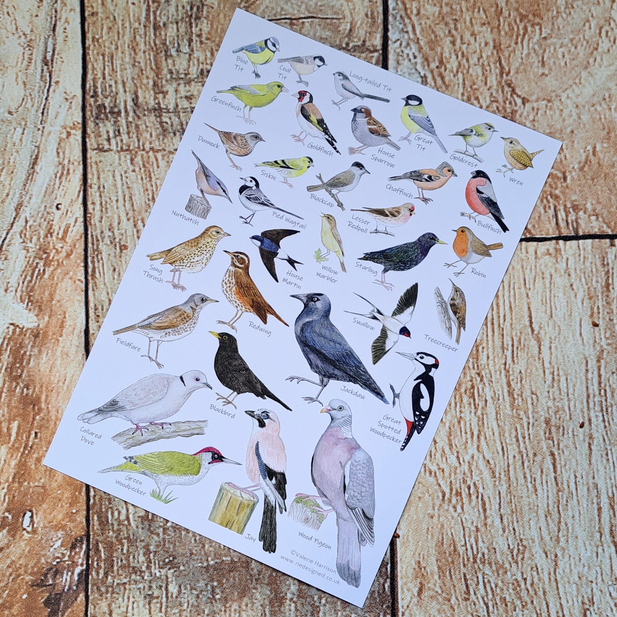 British Garden Birds Identification Card - A5