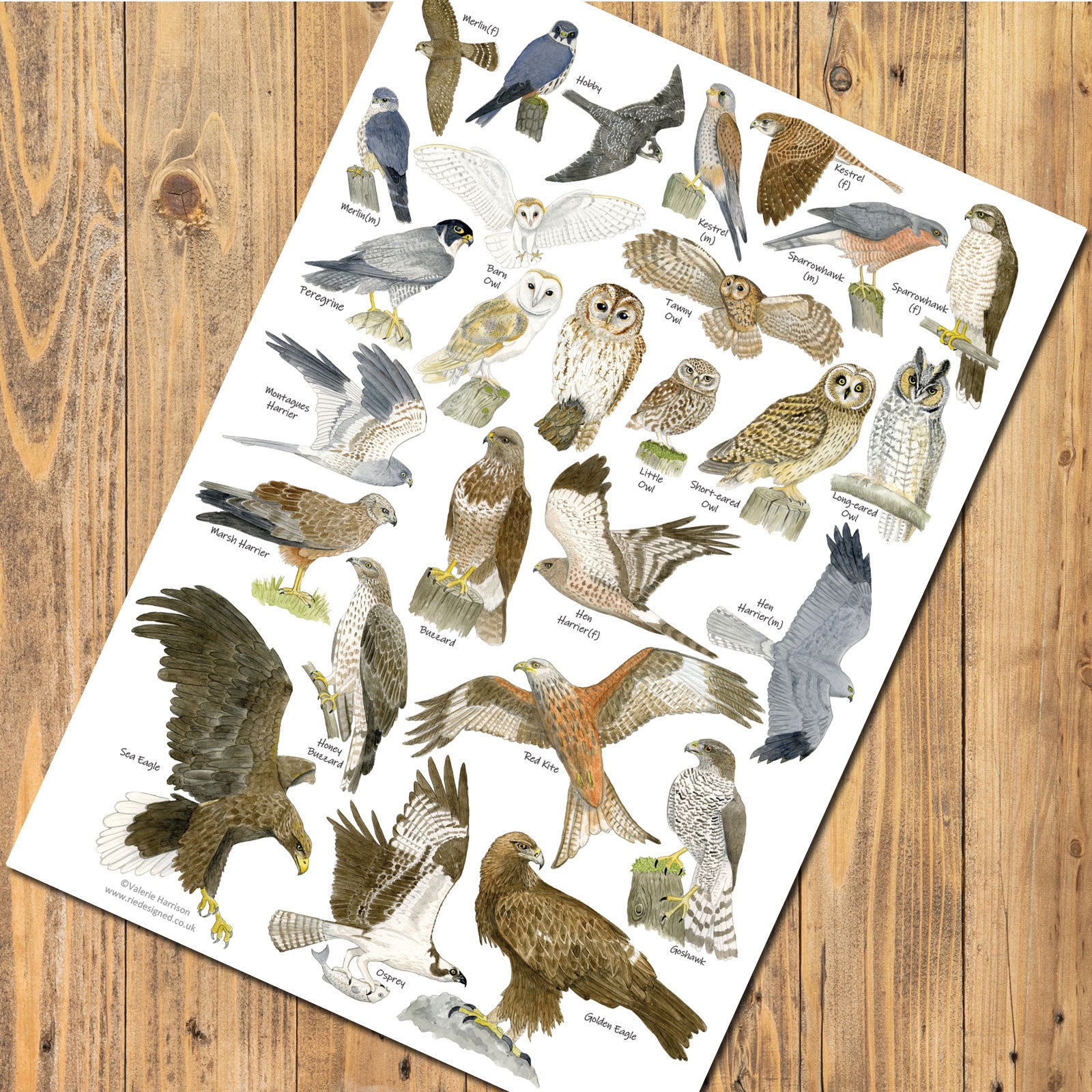 Birds of Prey Poster - A3