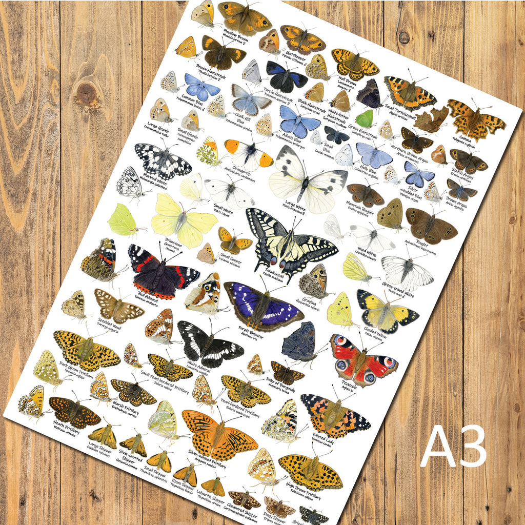 Butterfly Poster - A3