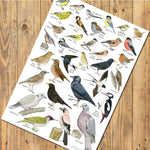 Bird Identification Poster - A3