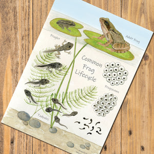 Frog Life Cycle Postcard - A5