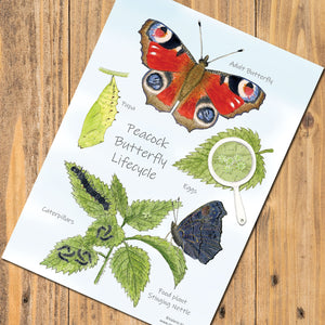 Butterfly Lifecycle Postcard - A5